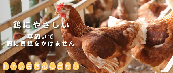 鶏にやさしい　平飼いで鶏に負担をかけません