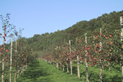 リンゴ園風景